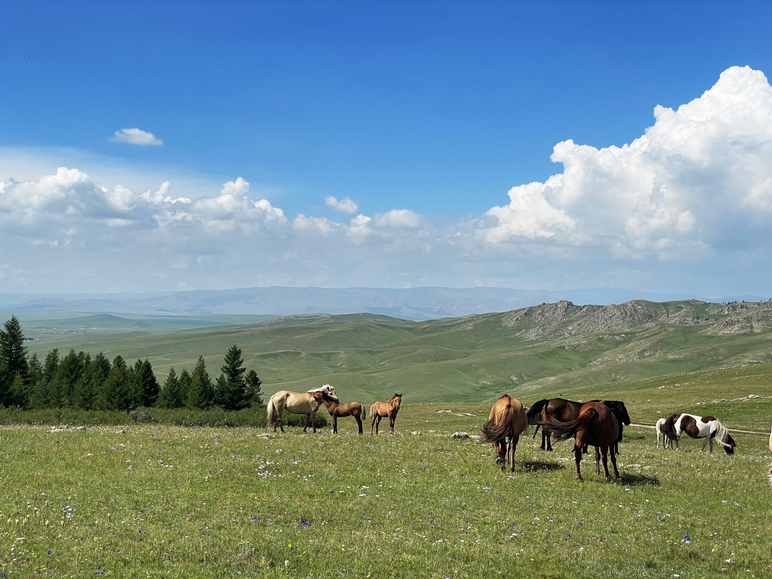 モンゴルの草原