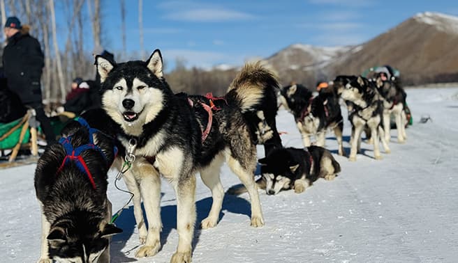 日帰り犬ぞり観光ツアー
