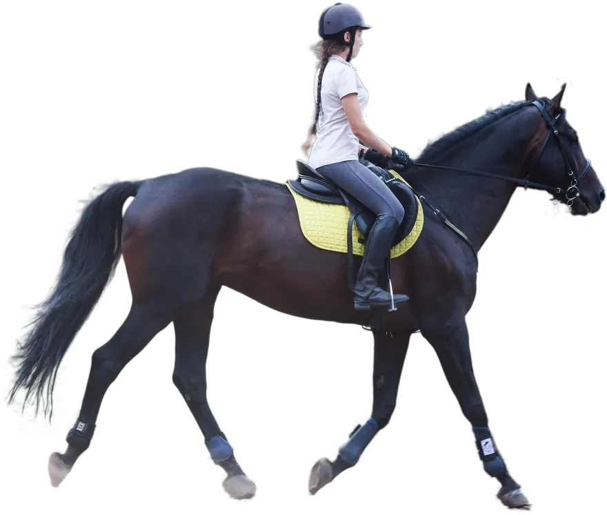 A rider on a tall thoroughbred racehorse