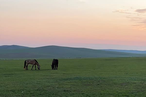モンゴル草原と馬