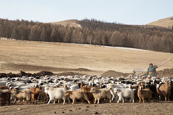 遊牧民と家畜