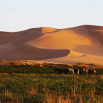 ゴビ砂漠のホンゴル砂丘