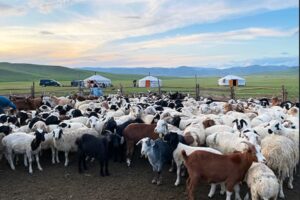モンゴル観光の決定版｜アリヤバル寺院・亀石・チンギスハーン騎馬像・遊牧民訪問1泊2日ツアー