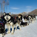 【冬の観光】日帰りで大充実！モンゴル犬ぞり体験＆テレルジ・巨大騎馬像観光ツアーの画像