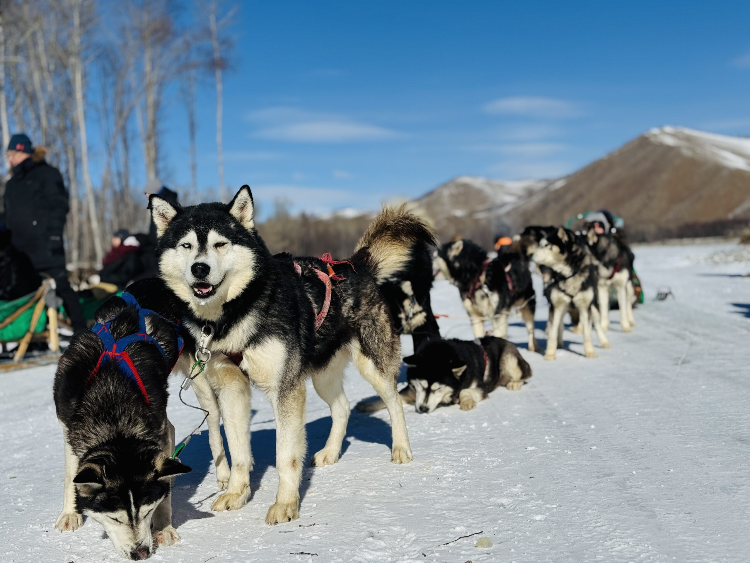 モンゴルの凍ったトーラ川で犬ぞり体験！テレルジ国立公園・チンギスハン騎馬像もいく日帰りツアー（ウランバートル発着）